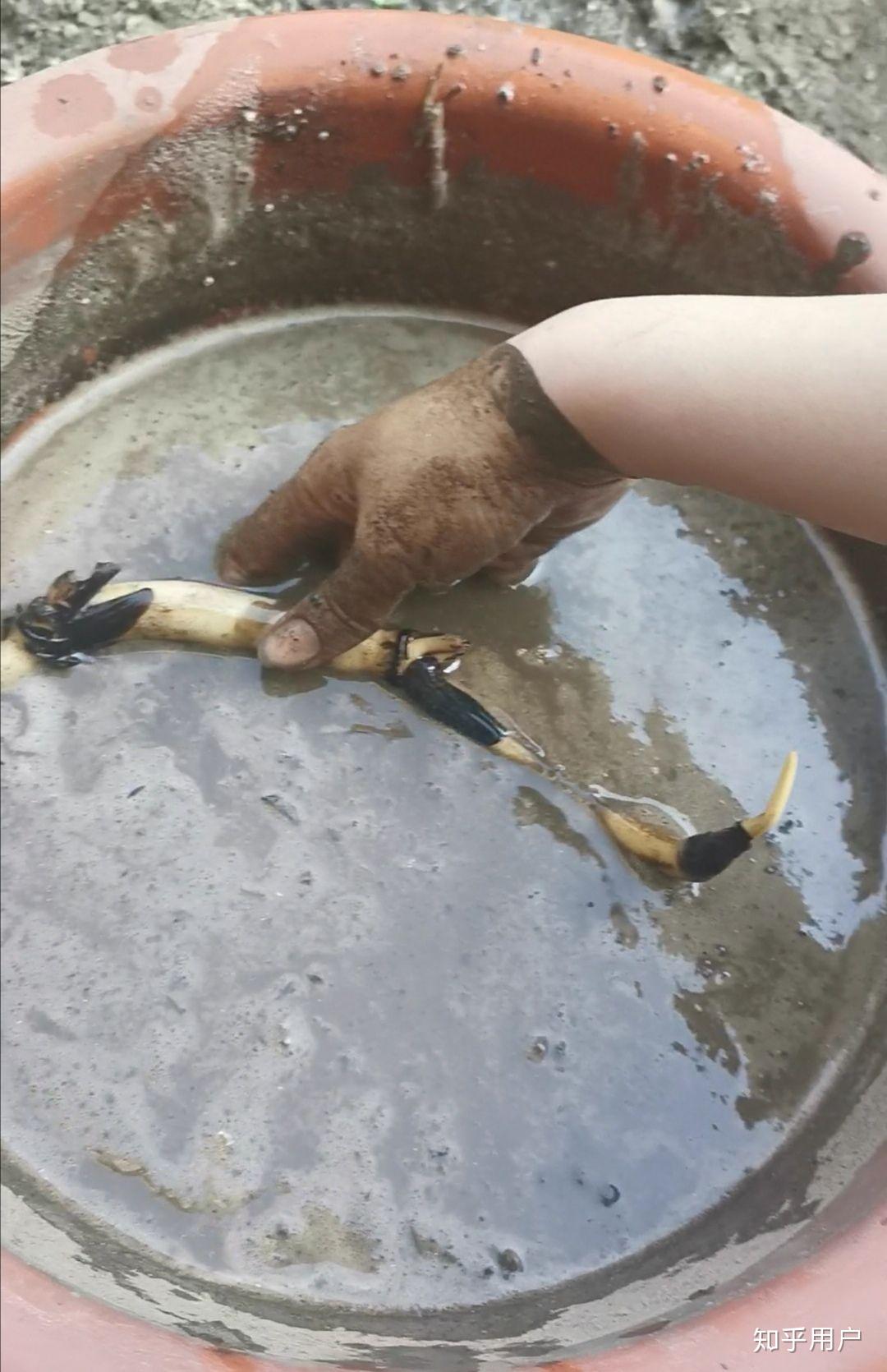 碗莲怎么水培?(水培碗莲种植方法图解)