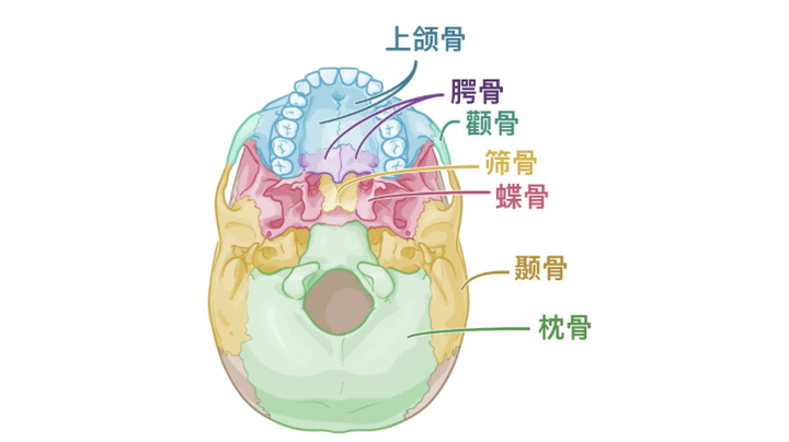 人体解剖学基础：颅底 - 知乎