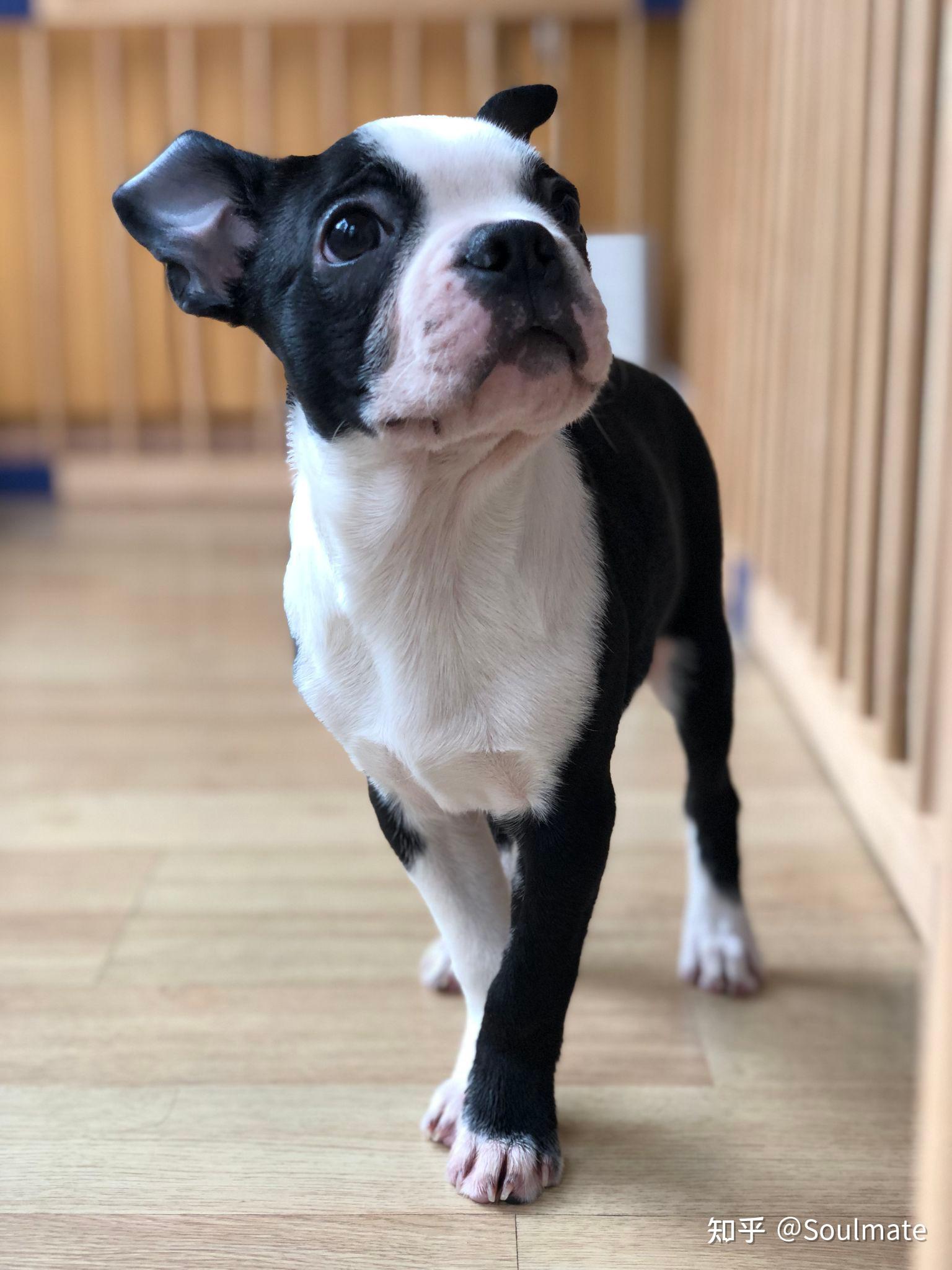 波士顿梗boston terrier有什么养狗的经验分享吗? - 知乎
