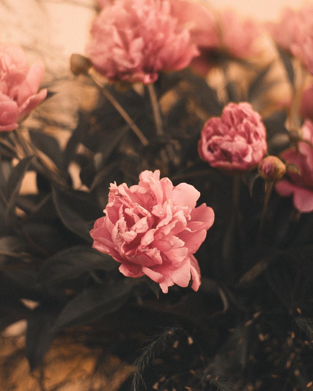 4. 花海环绕别墅