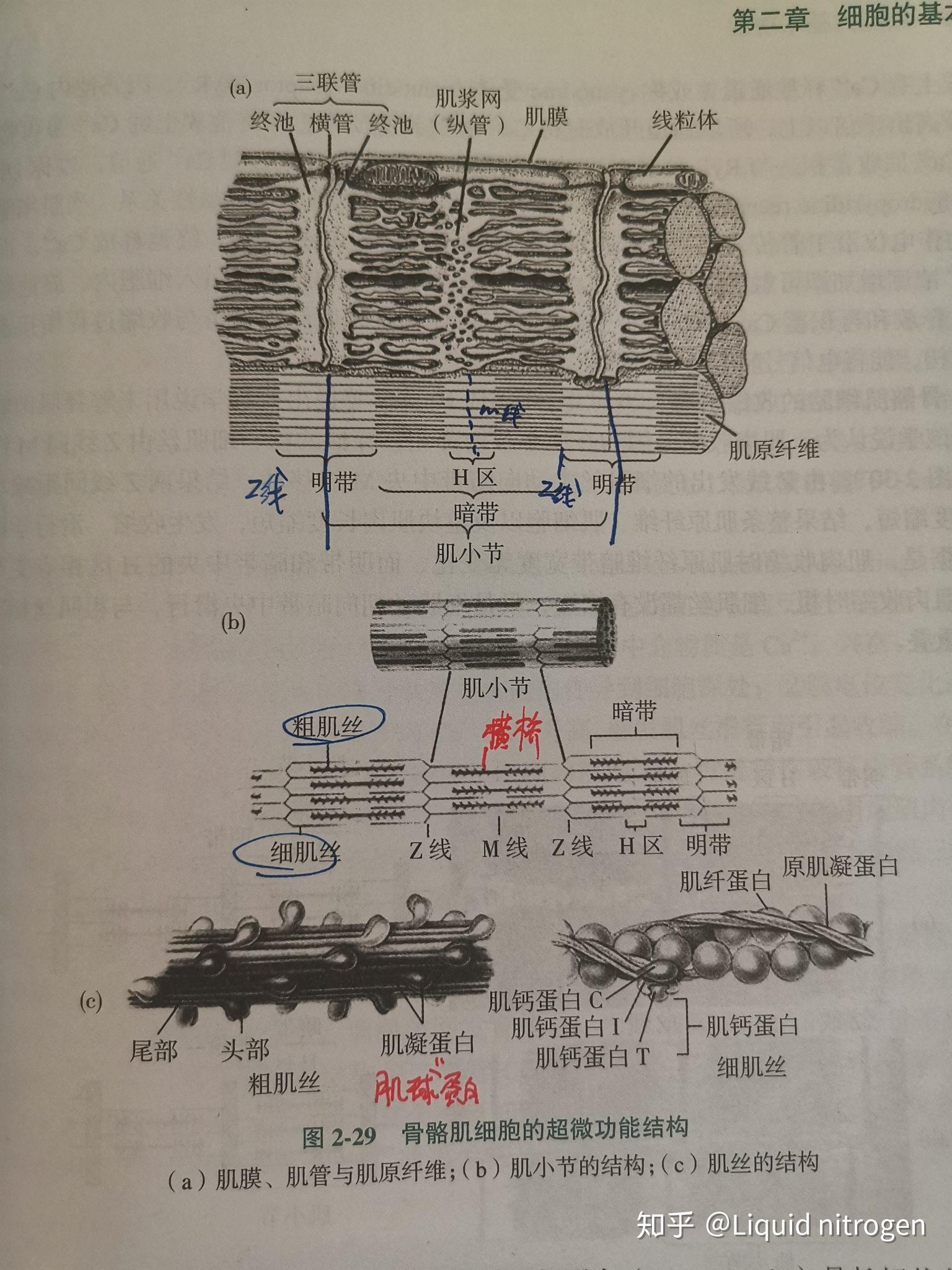 骨骼肌三联管结构图片图片