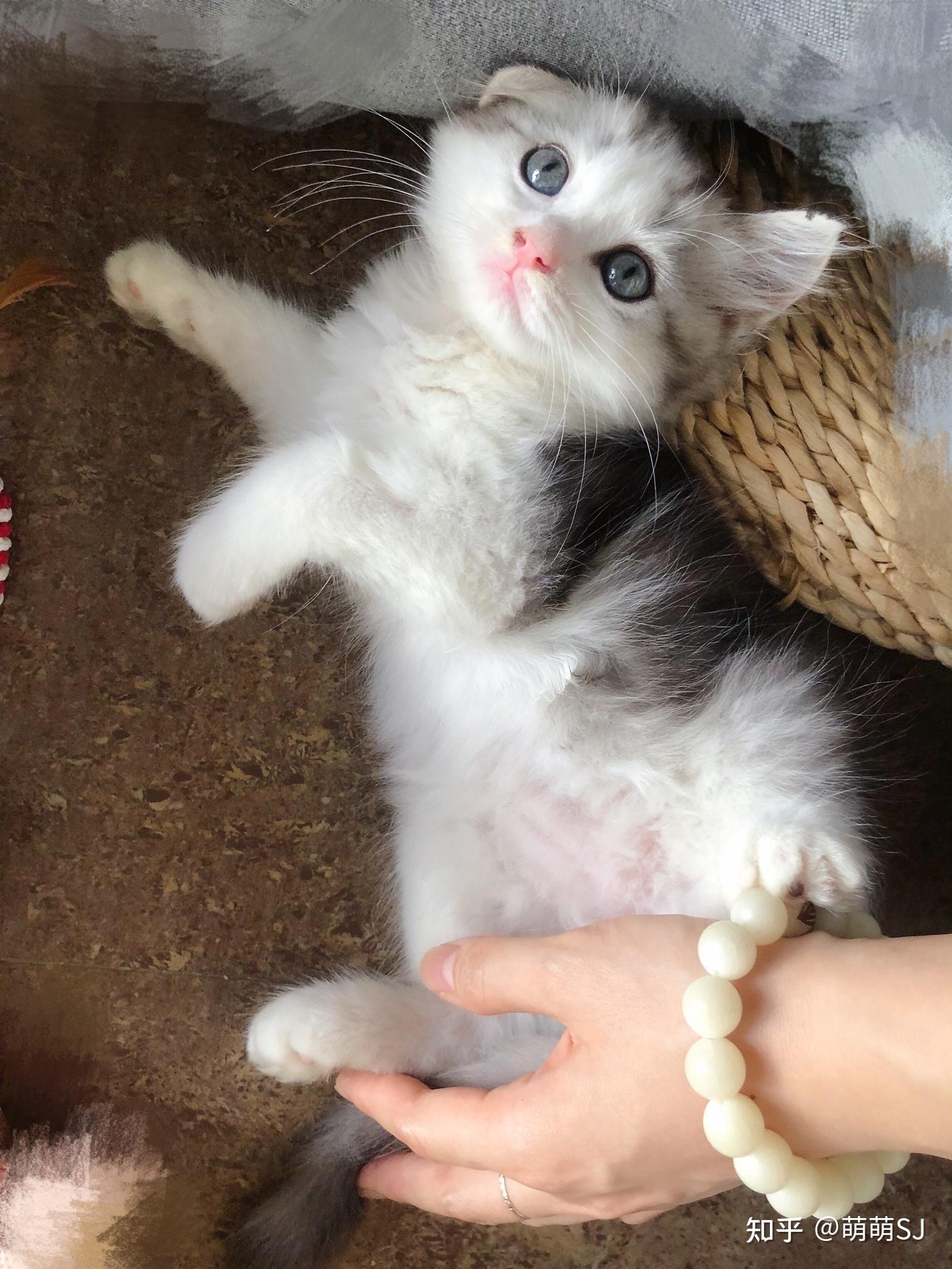 能不能给我看一下美短和金吉拉的串是什么样子的呀