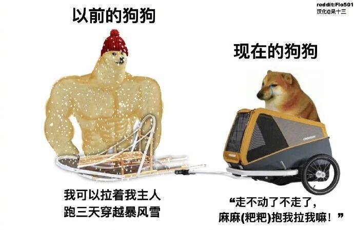 有没有如图所示cheems为主角的梗图或者是cheems和doge在一起系列的梗