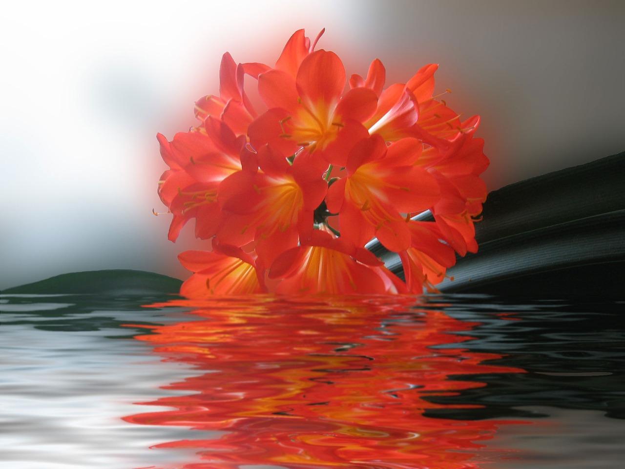 牡丹吊兰多少钱一盆