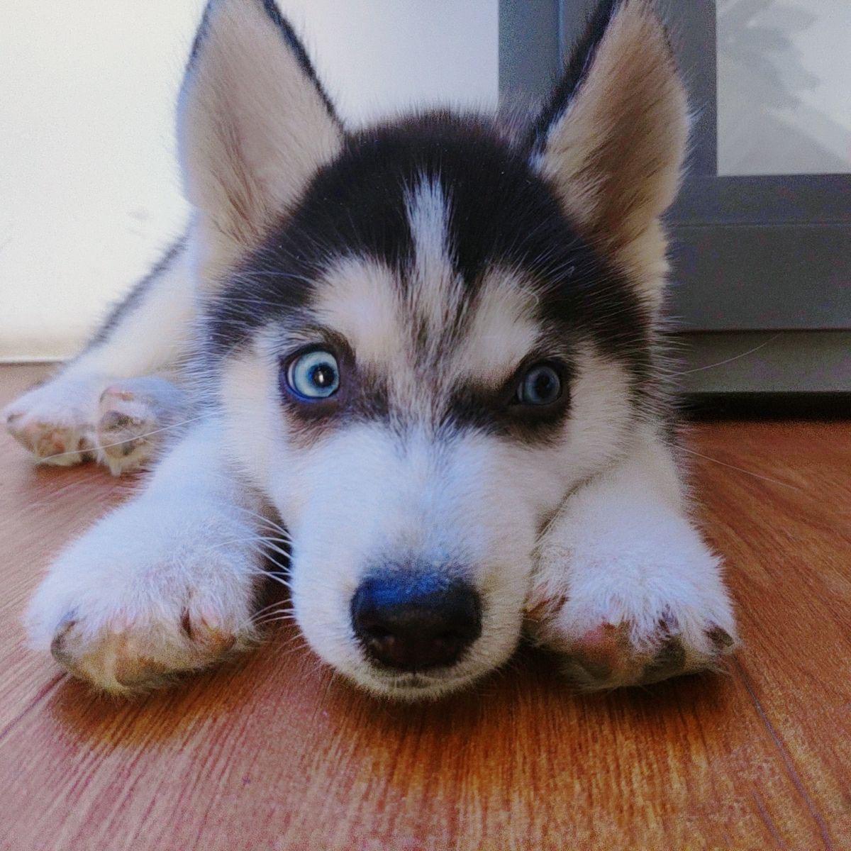 有没有一些柴犬或二哈超可爱的壁纸或头像?