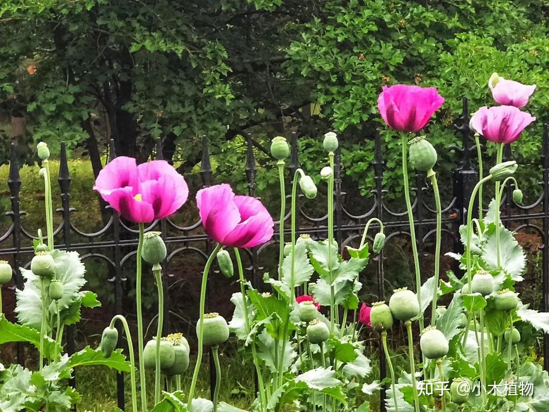 这种植物是罂粟嘛?