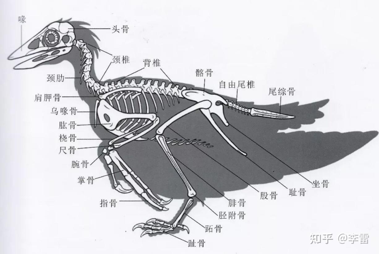 小鼠的头部是经典的哺乳类结构,包括头骨,鼻骨,额骨,颧骨,下颌,牙齿等
