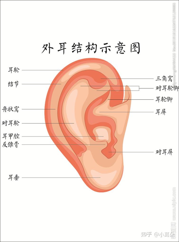 外耳门解剖图图片