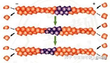 细胞生物学考研 思维导图带背之 细胞骨架——微丝(上） - 知乎