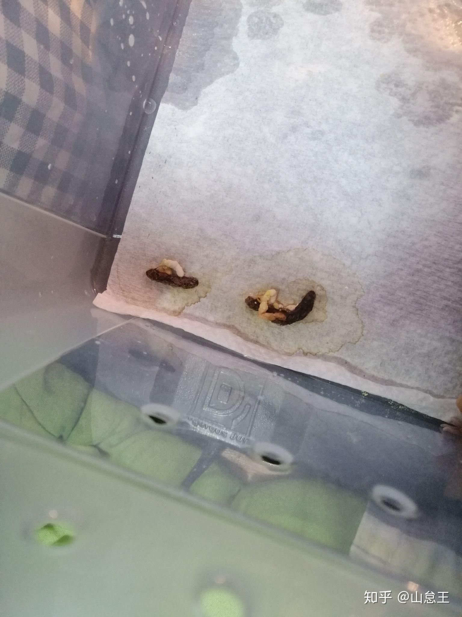 守宫拉稀了,刚接回来的,应该怎么调理啊? - 知乎