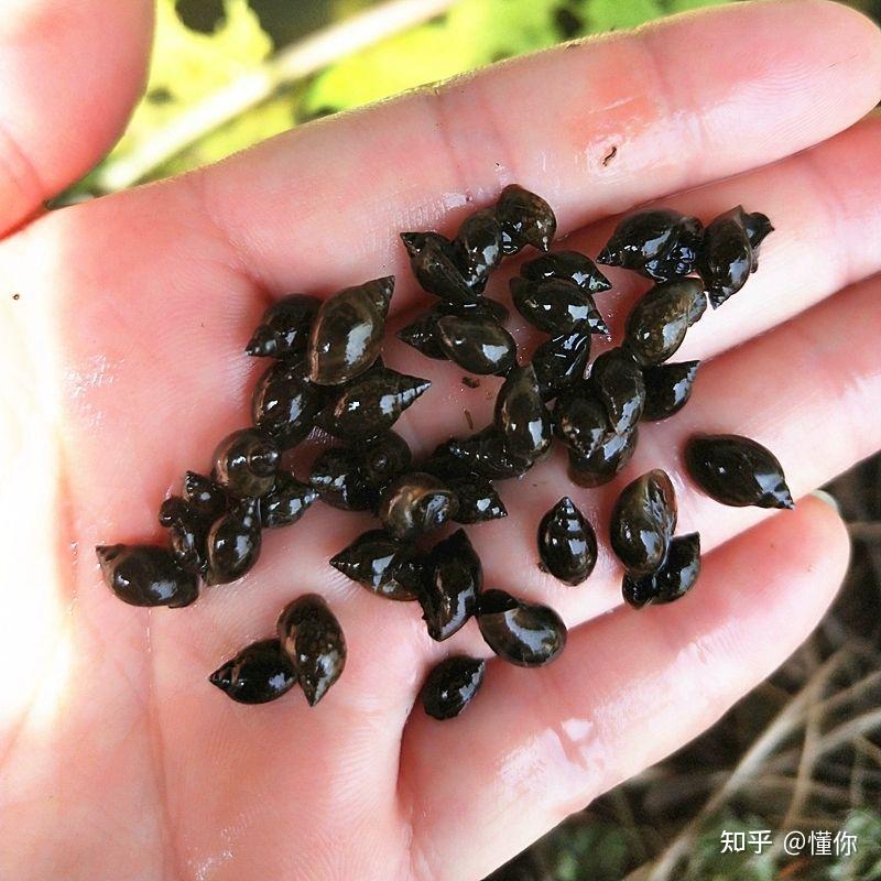 水草里发现的,这是什么螺? - 知乎