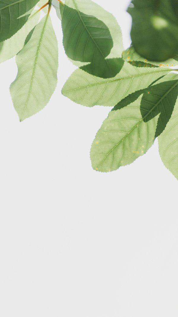 有哪些让你一眼万年的绿色系壁纸?(绿色壁纸大全图片清新自然)