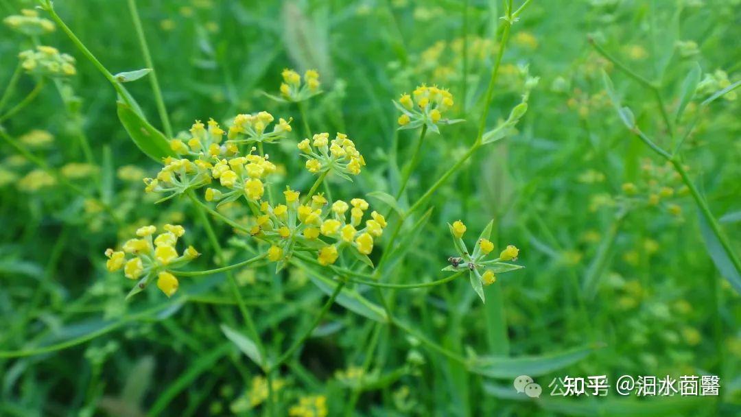 “和解”到底是什么作用——柴胡、银柴胡药性分析 - 知乎