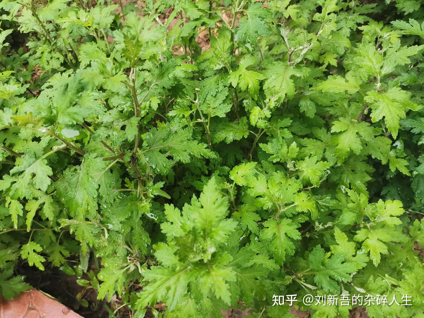 一个草根的日常杂碎(10月28日) - 知乎