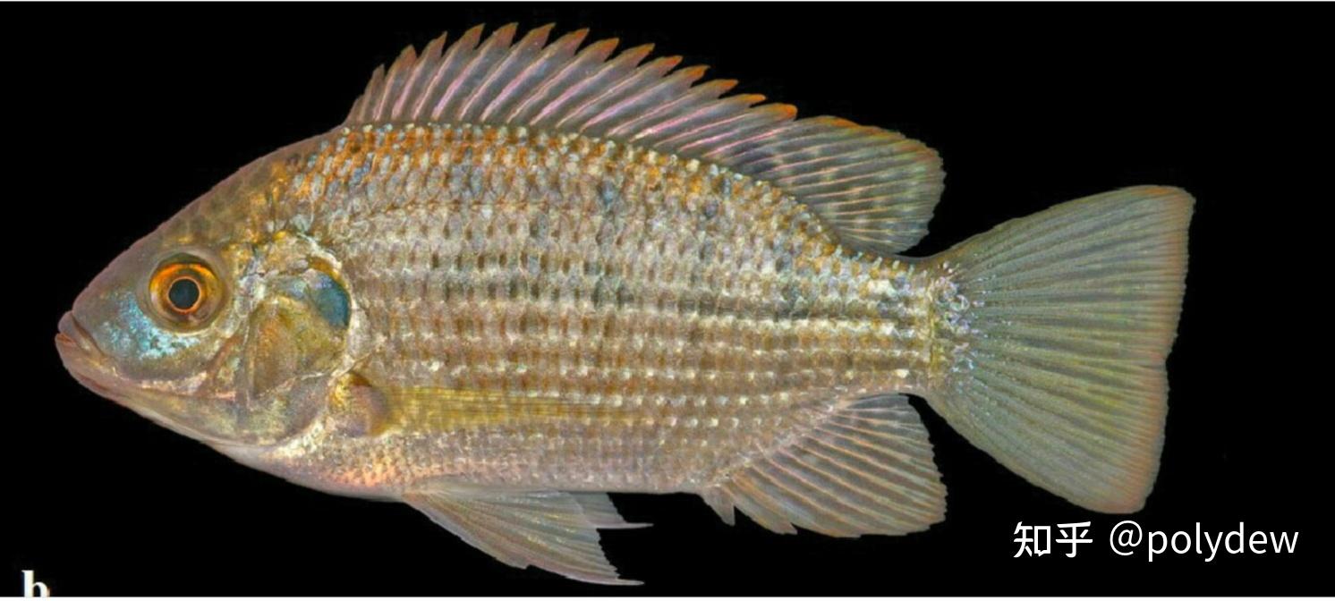 太阳鱼罗非鱼之间的区别有哪些?