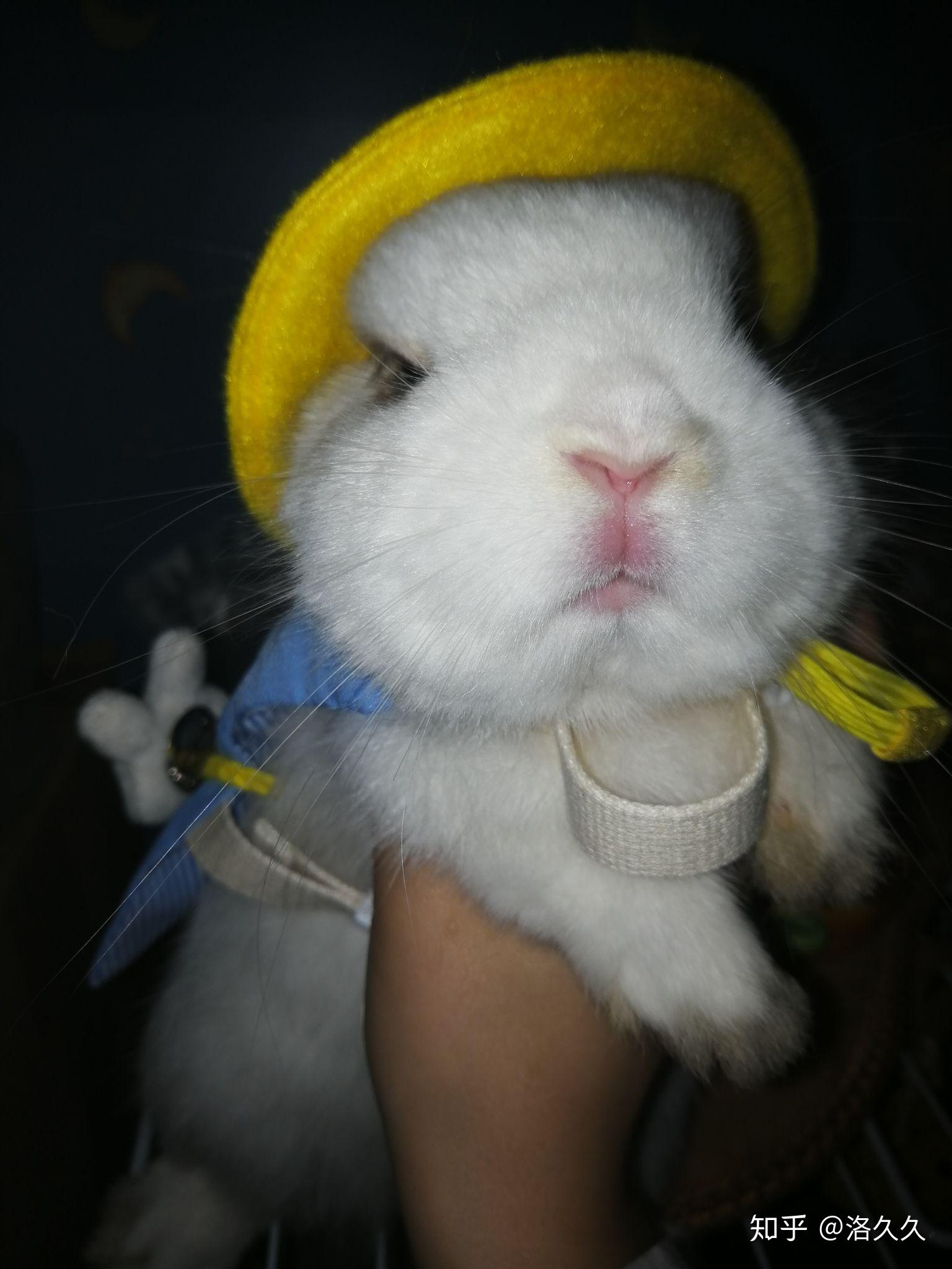 有人在养海棠兔吗求介绍求说说