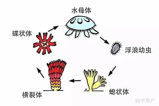 灯塔水母能够通过不断的逆生长获得永生,所以这种生物有繁殖交配