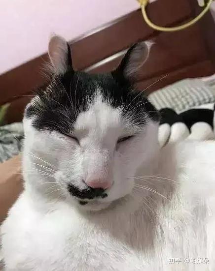“猫丑成这样，还能要吗？！” - 知乎