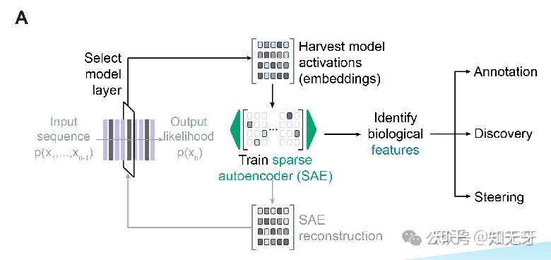 Evo2:跨生命领域的基因组“造物主”模型 - 知乎