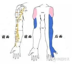 桡神经相关解剖和疾病解析 - 知乎