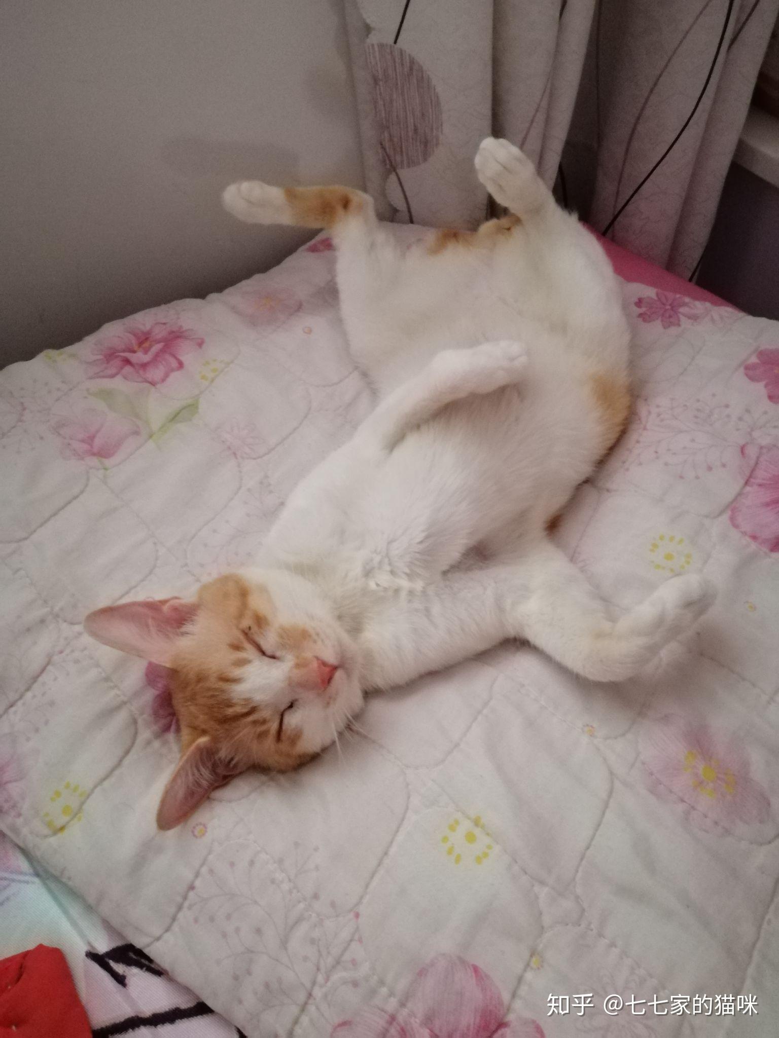 为什么猫咪会四肢朝天仰着睡觉?