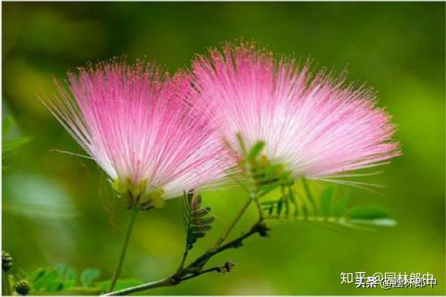 合欢树开花时很美,但如果栽错地方,对它反而不好,这是为什么? - 知乎
