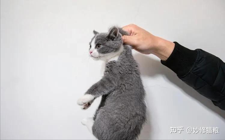 为什么捏住猫的后脖颈,它会不敢动? - 知乎