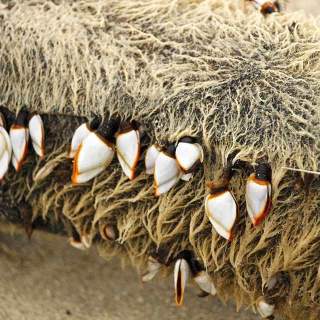 海洋生物真的拿藤壶一点办法都没有吗？