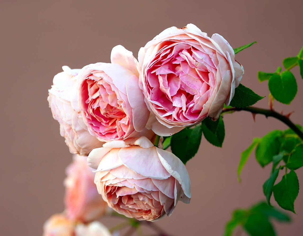 玫瑰花种子什么时间种