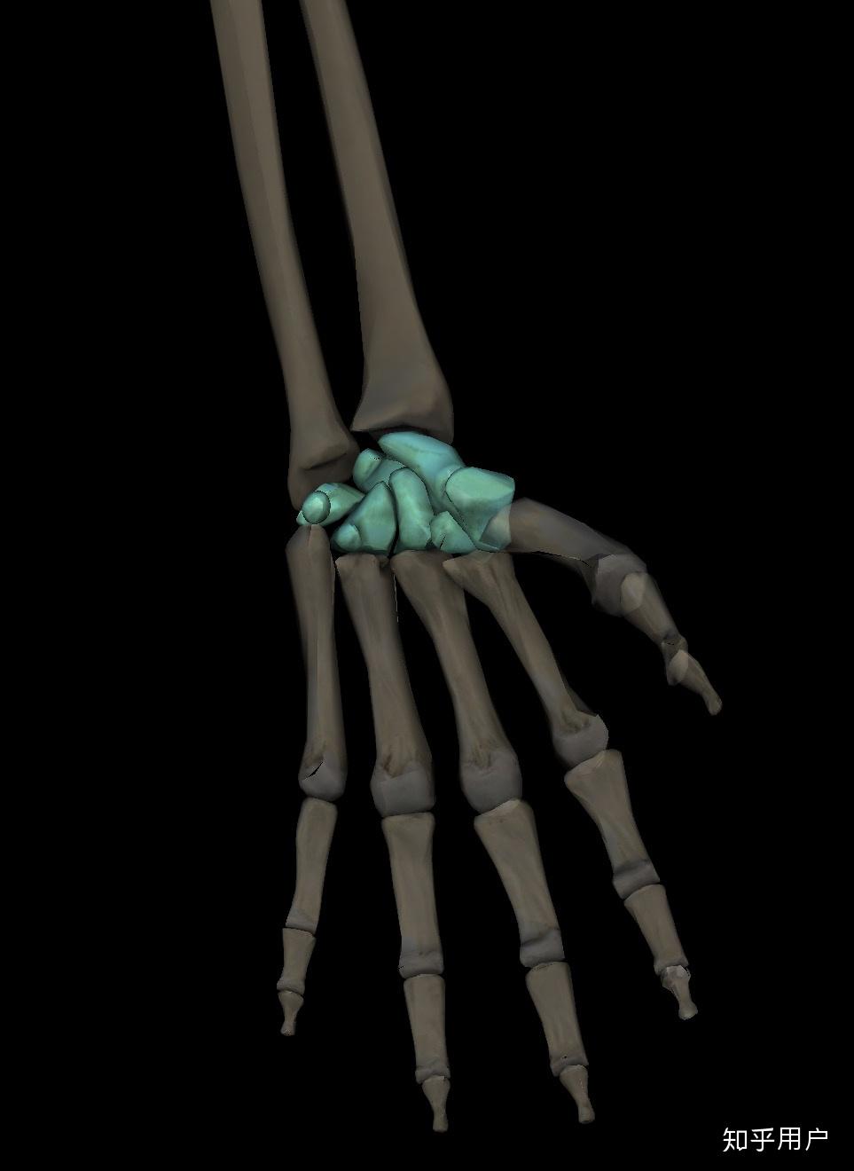 麻烦问一下,哪些骨有髓腔,哪些骨没有髓腔? - 知乎