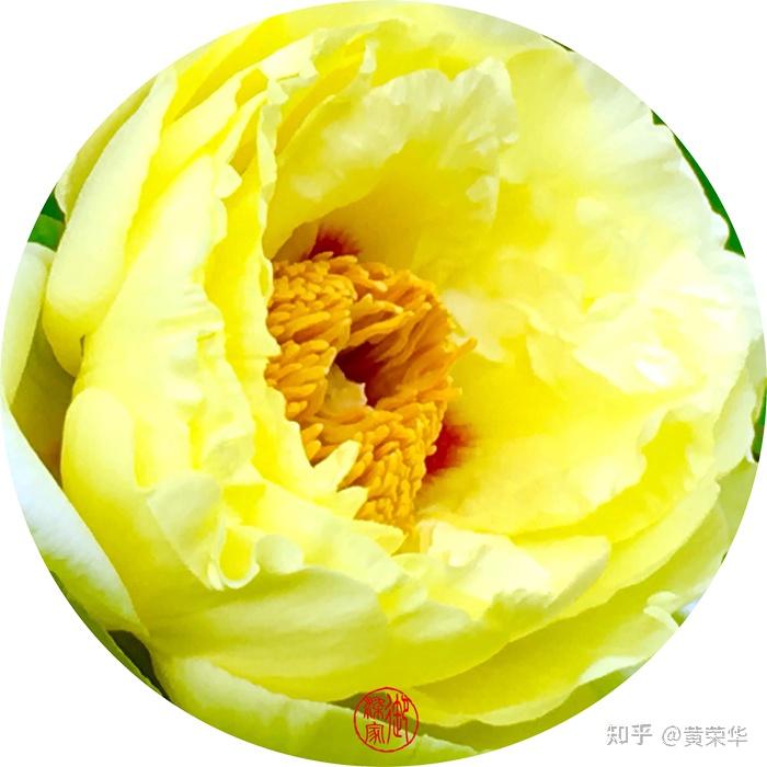 古诗词里的中国传统色姚黄 - 知乎