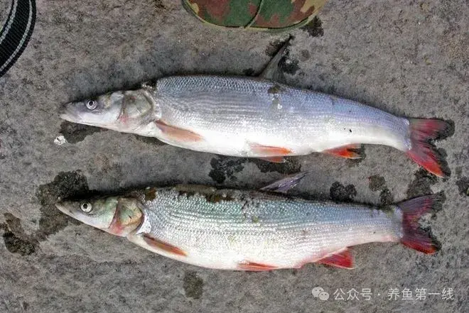 鲤科雅罗鱼亚科7种：丁鱥（丁桂）、赤眼鳟、鳡鱼、鯮鱼、鳤鱼、赤梢鱼、拟赤梢鱼 - 知乎