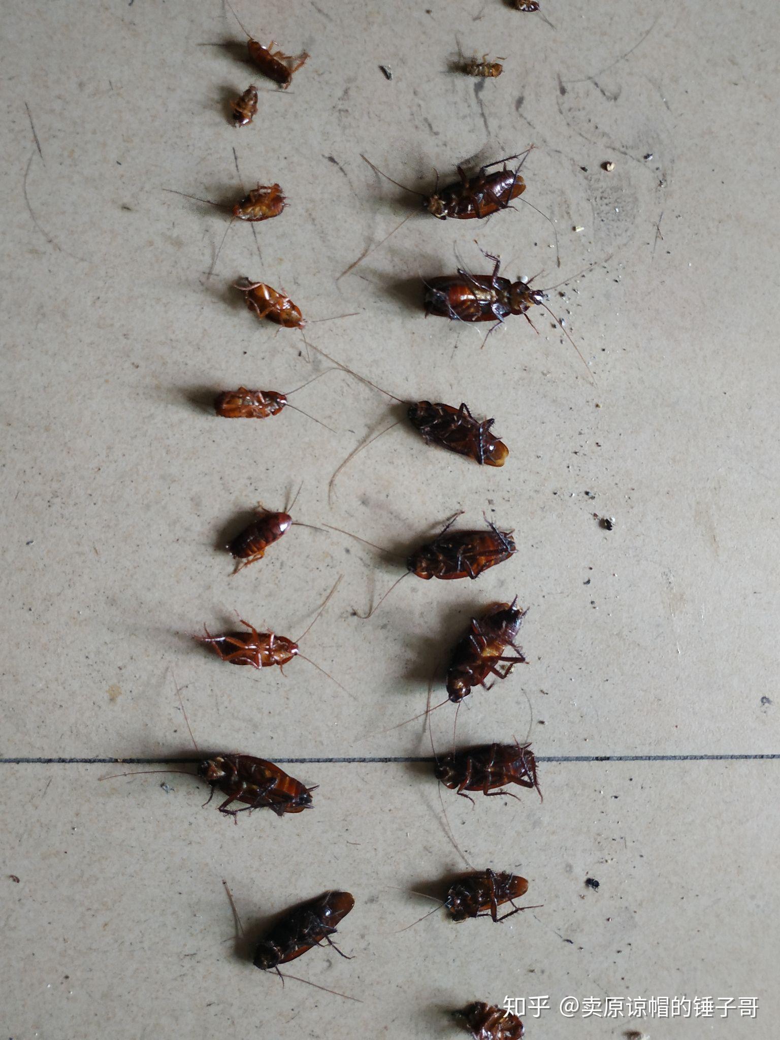 蟑螂图片高清大图 南方蟑螂照片真实→MAIGOO图库