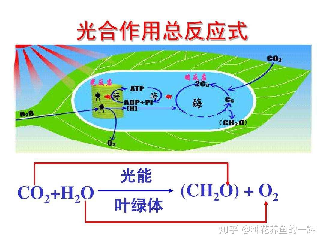 植物的淀粉是从哪来的？ - 知乎