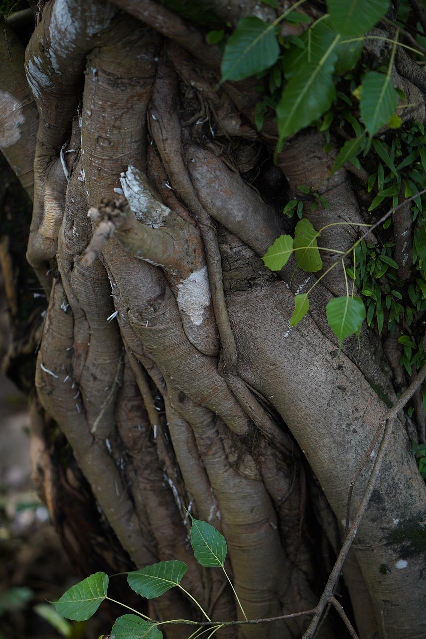 树根茶香独特韵