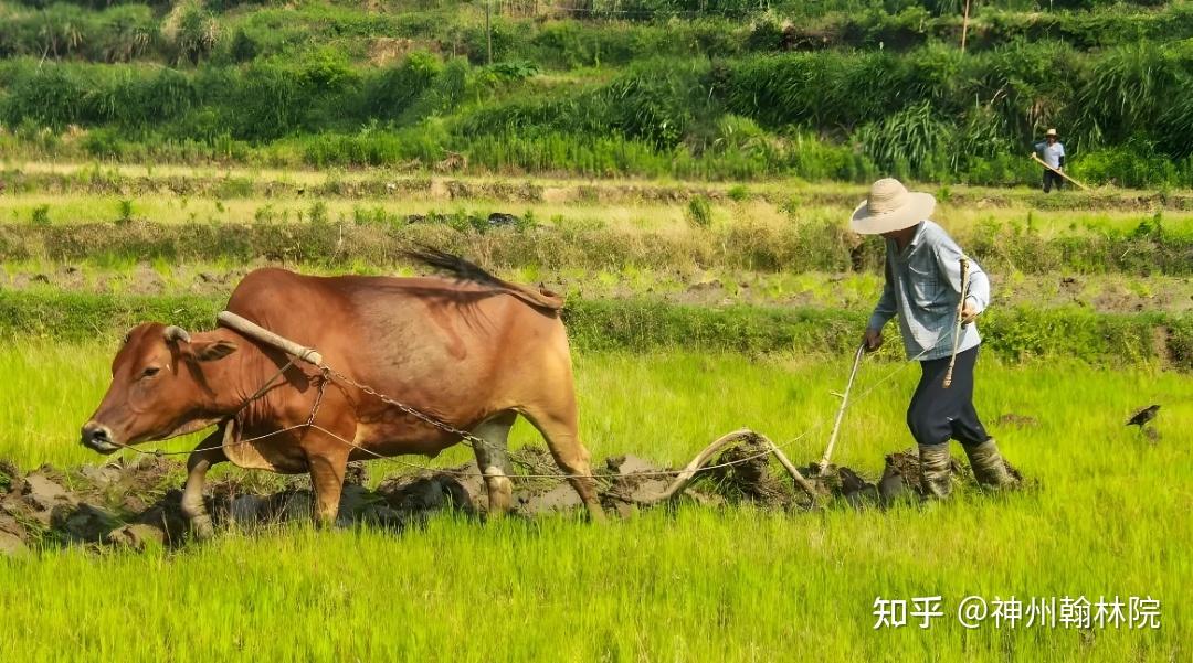农民耕种的过程是什么样的? - 知乎