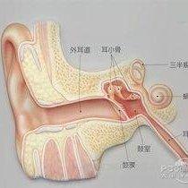 耳朵咽鼓管的构造和作用? - 知乎
