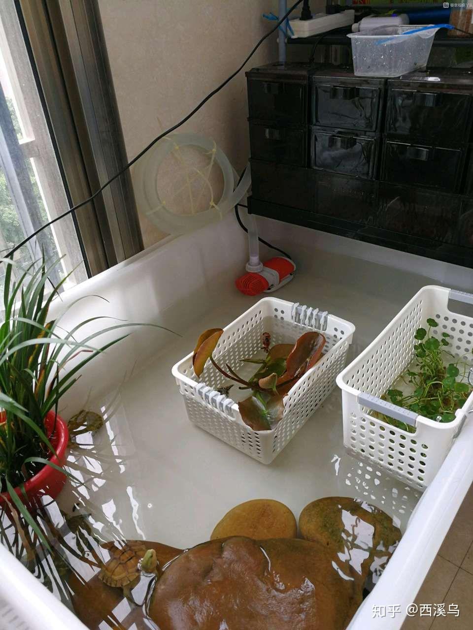 请问下养草龟的朋友,乌龟缸里要怎么布置? - 知乎