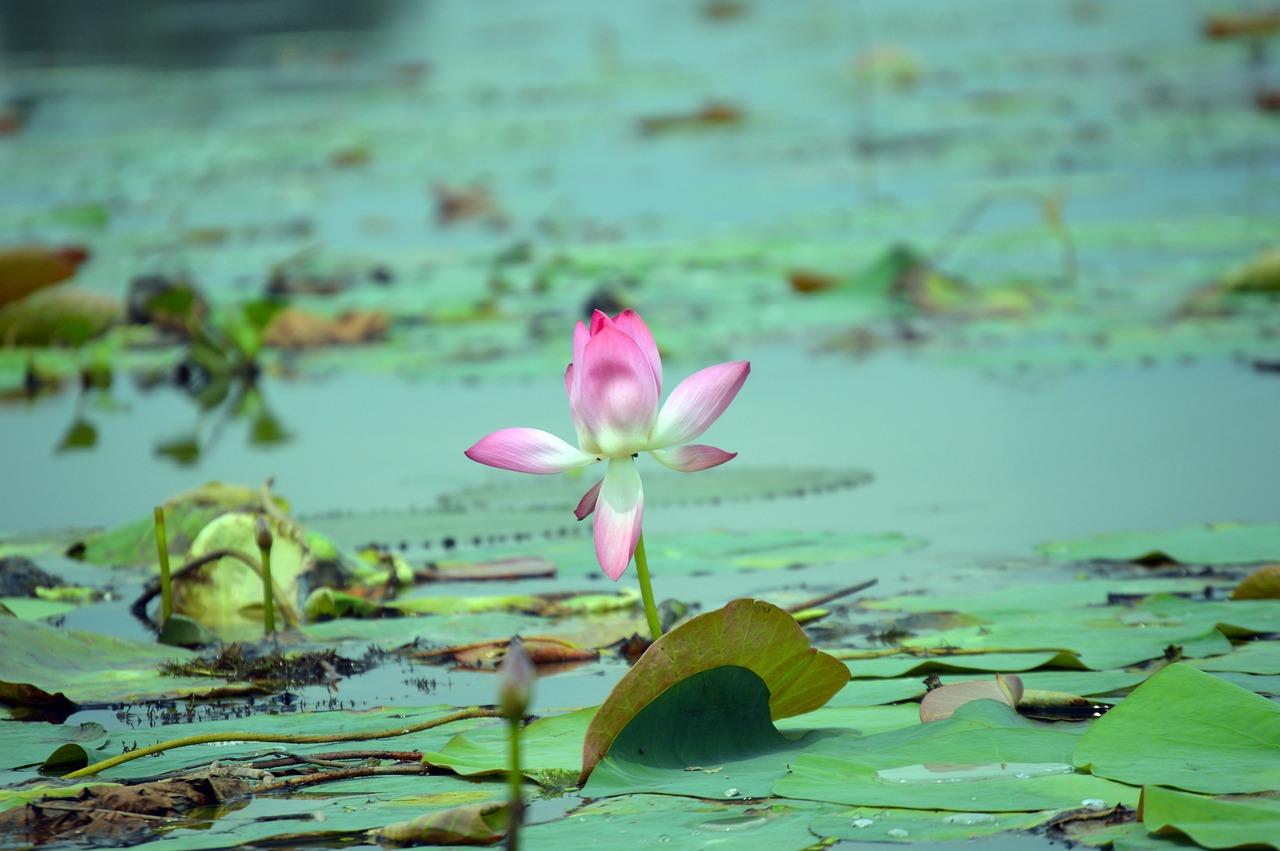 4. 周边配套优势