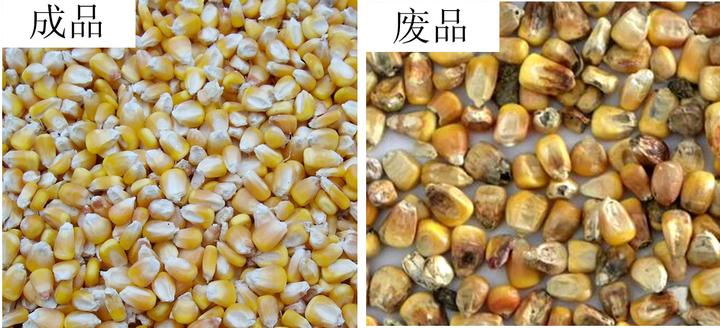 玉米色选机 玉米粒霉变杂质分选筛选机器设备 色选机十大品牌排行 - 知乎