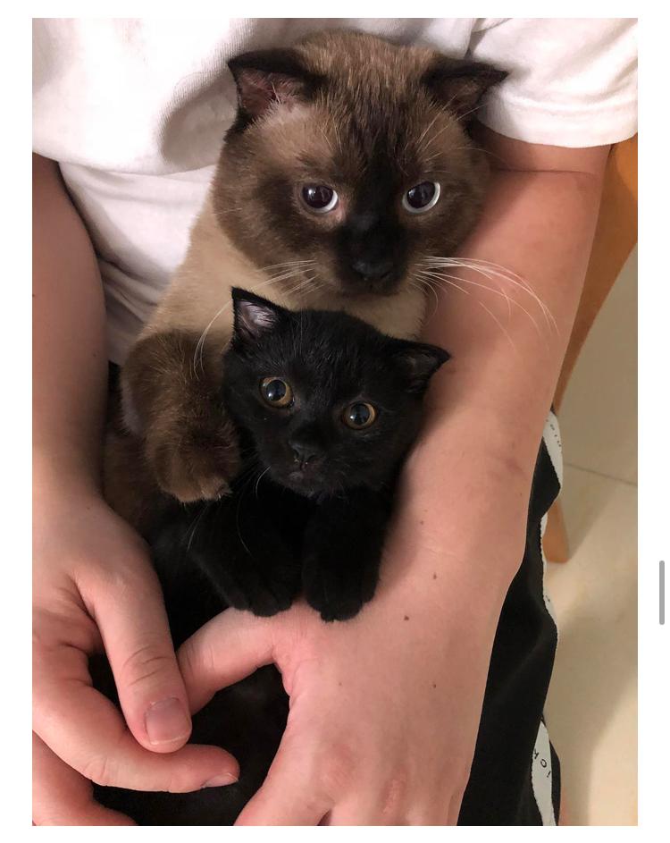 请问我这只是暹罗还是重点色英短四个月大