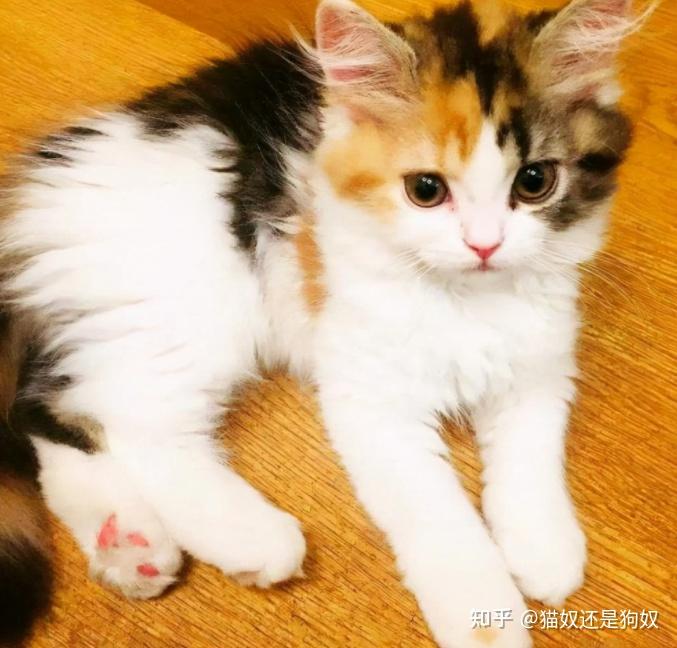 三花猫是猫中美女吗？看完就懂了