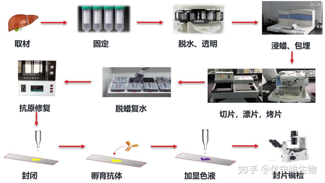 IHC实验全流程揭秘，小优细节君带你掌握关键！ - 知乎