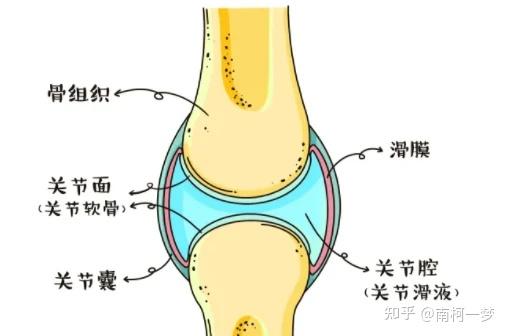 纤维环由透明软骨构成图片