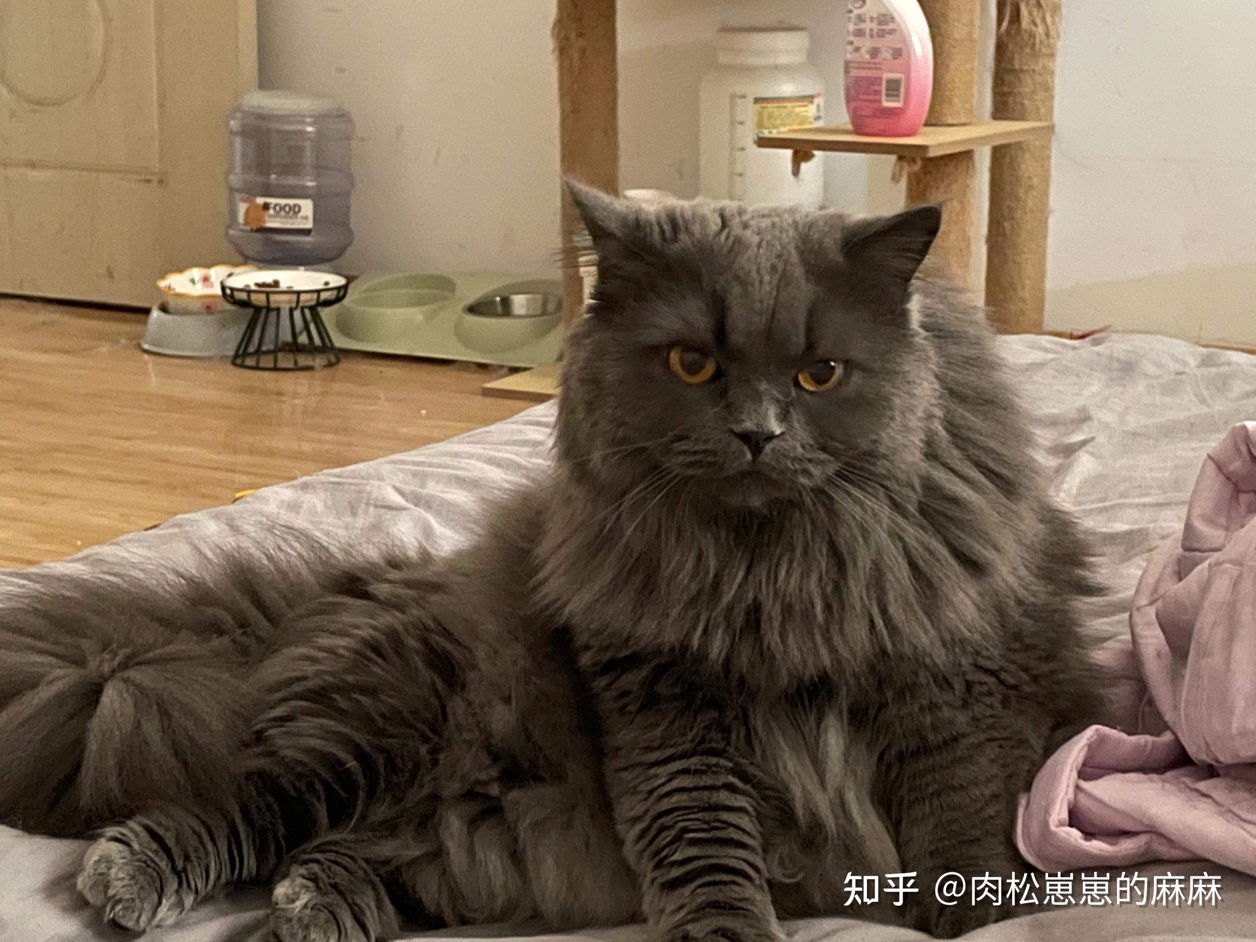 我买的英短为什么是个长毛猫?