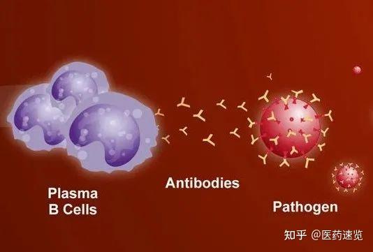 人人学懂免疫学:第十四期 - 知乎