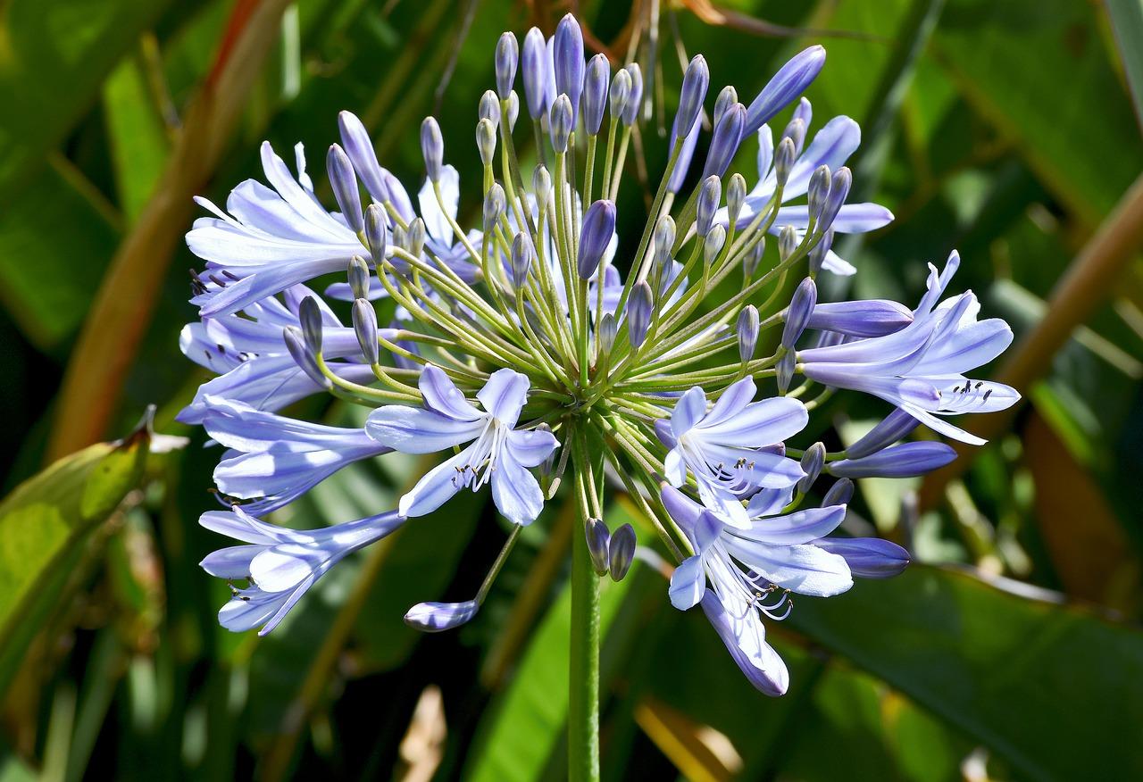 4. 光照影响分枝