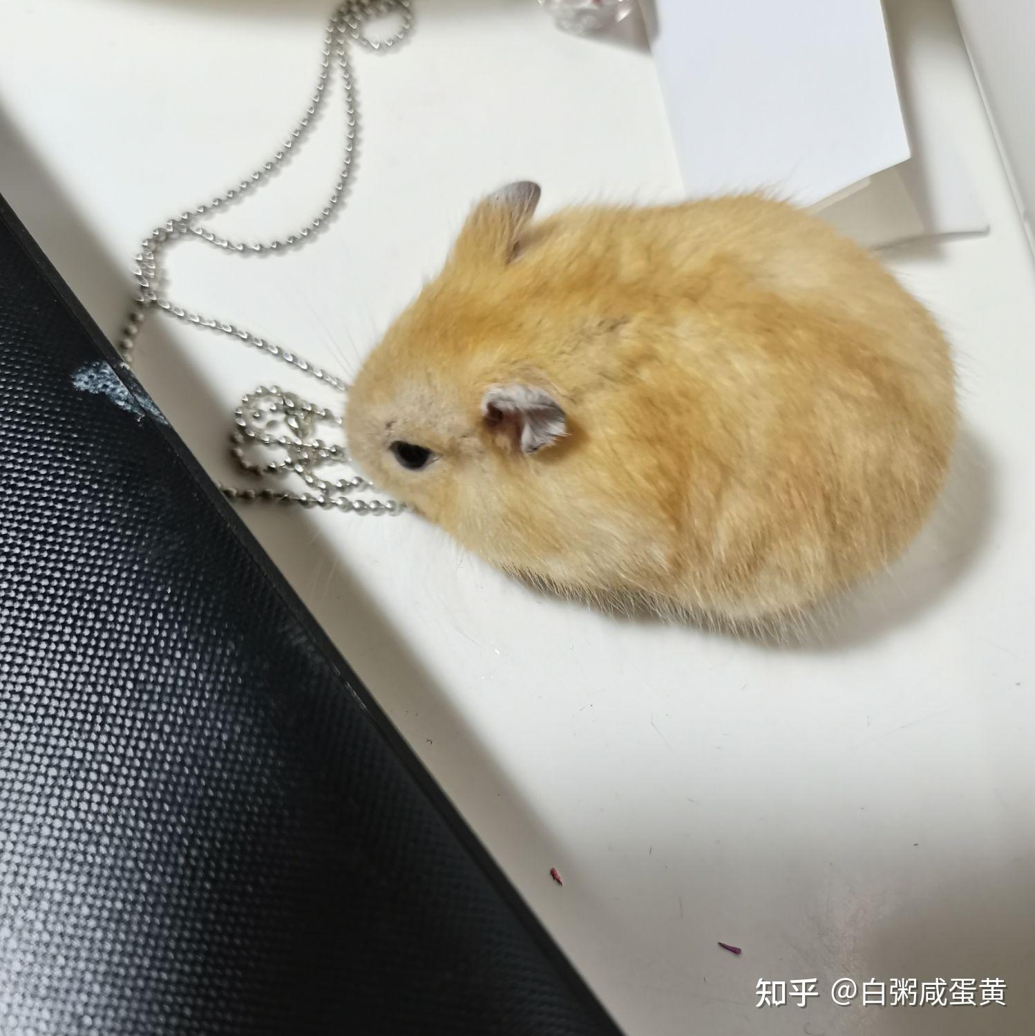 仓鼠求超度-仓鼠求生手册漫画免费观看 仓鼠求超度-仓鼠求生手册漫画免费观看