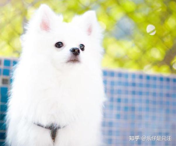银狐犬的外貌和性格有哪些特点呢? - 知乎