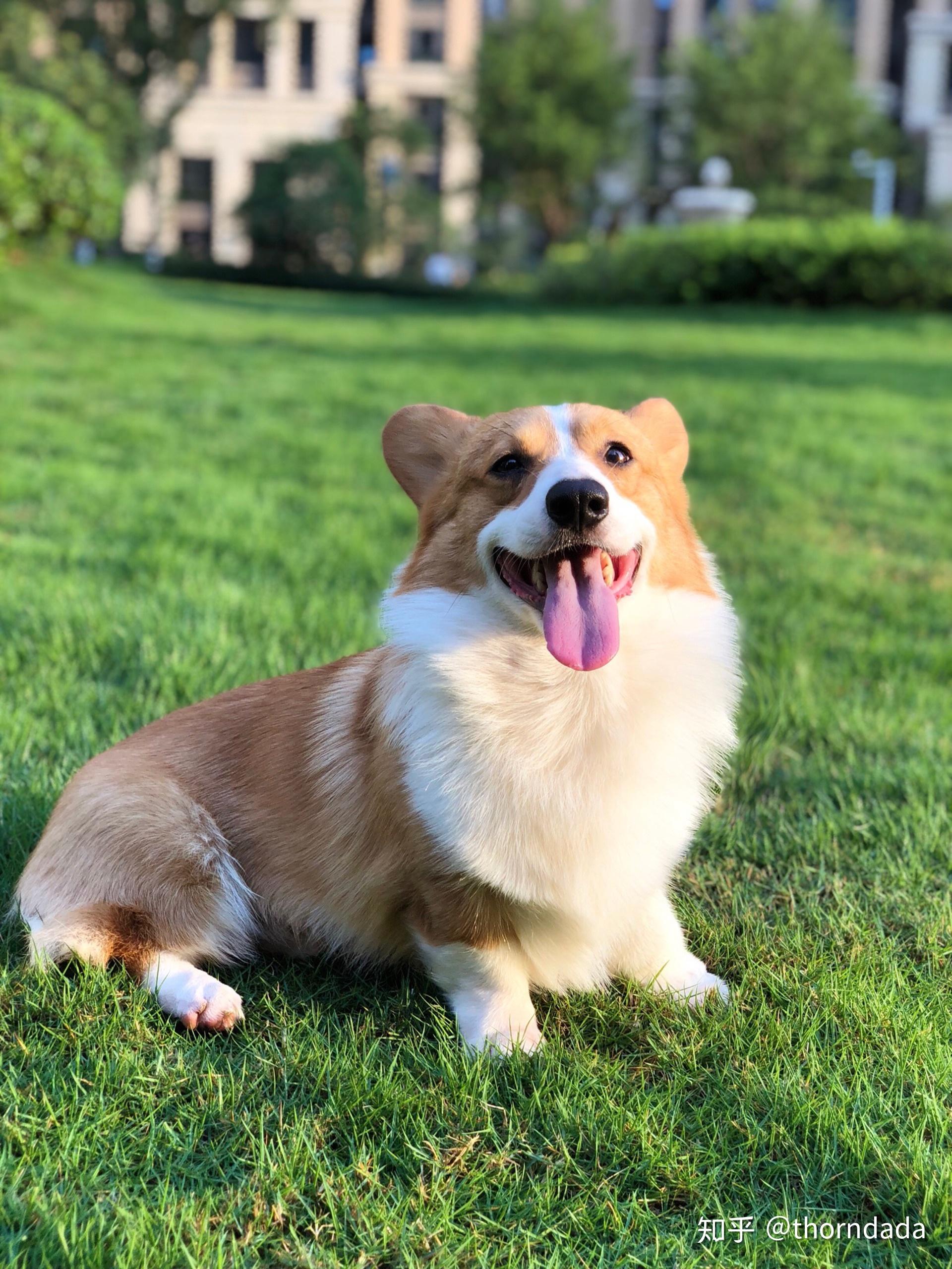 长毛柯基能配种么